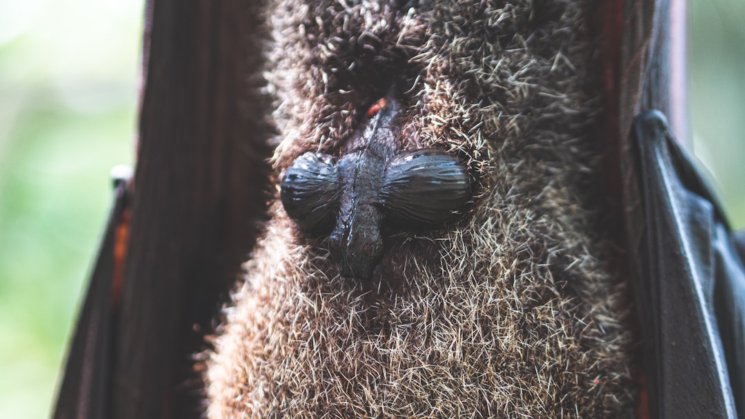 Photo fur vest
